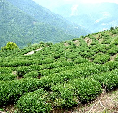 圖八 - 奇萊山高山茶區