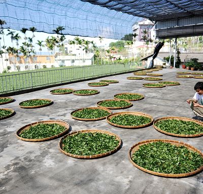 圖六 - 烏龍茶的製造過程
